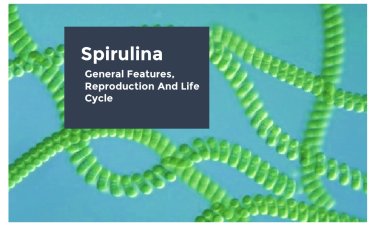 Spirulina-General Features, Reproduction, Economic Importance and Life Cycle